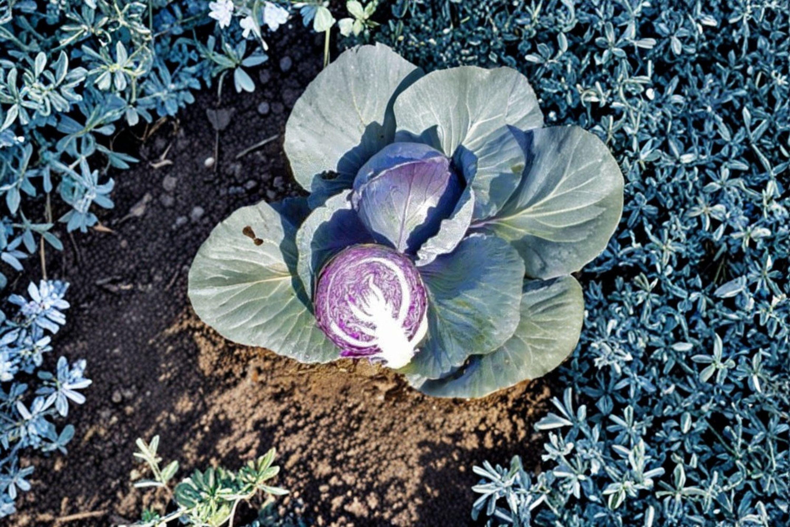 Cabbage – Red Acre 250 Seeds | Heirloom Red Cabbage | Compact Heads | Cold-Hardy & Sweet Flavor