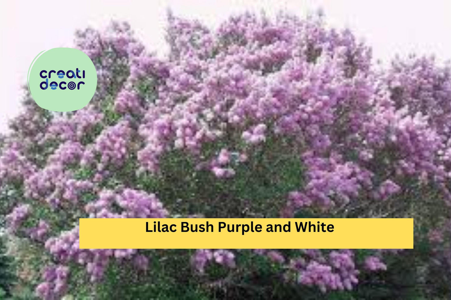10 Live Plants, 5 Purple & 5 White - Bare Root Lilac Bushes , Hardy Perennial Shrubs for Garden Borders, Fragrant Spring Blooming Plants