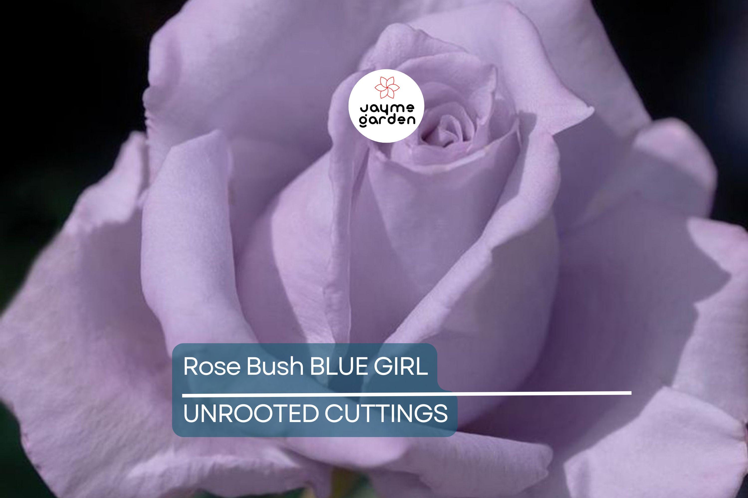 Blue Girl Rose Bush Cuttings, 6” Unrooted, Lavender-Blue Blooms, Award-Winning, Fragrant, Rome Gold Medal Winner, USDA Zones 5-9