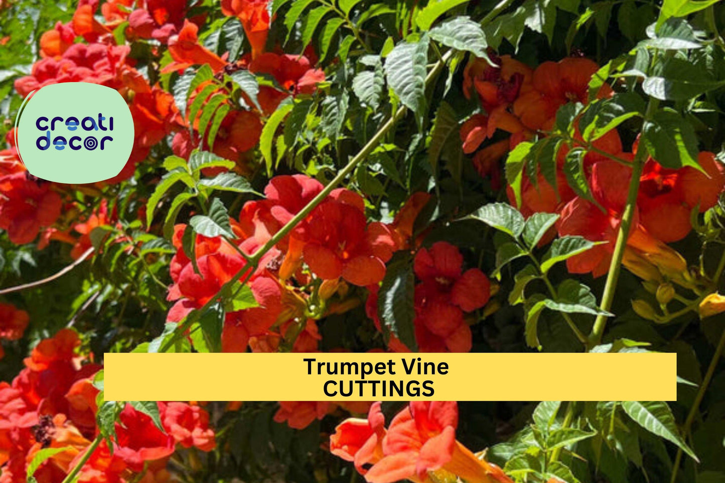 5 Trumpet Vine Cuttings | Campsis Radicans Starter | Organic Non-GMO Hummingbird Vine | 6–8" Unrooted Live Cuttings