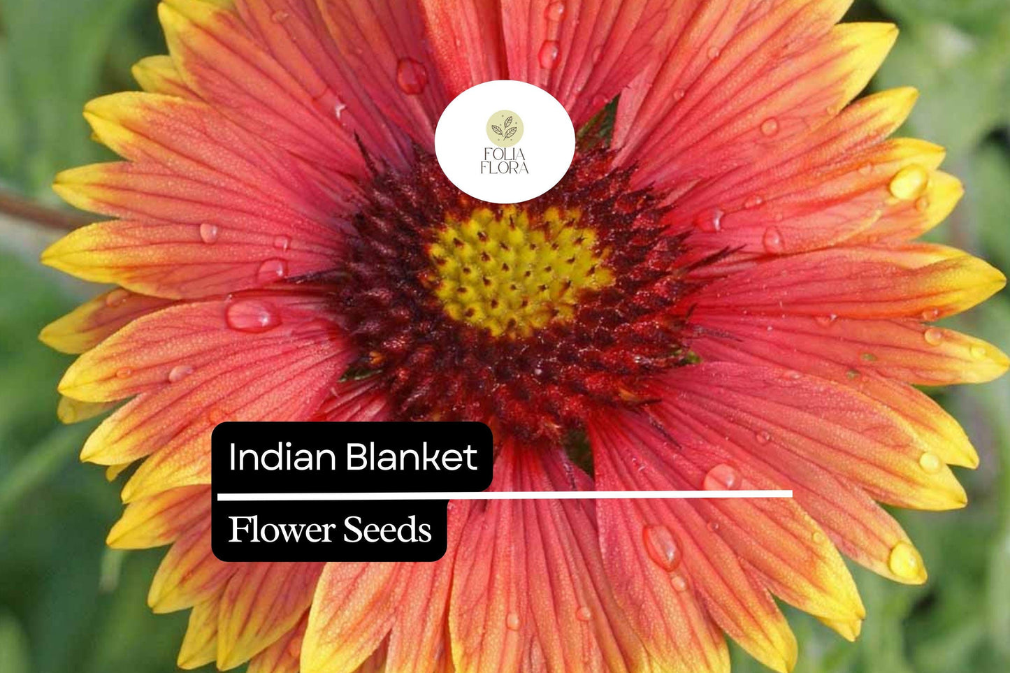 Indian Blanket Seeds (Gaillardia pulchella) | 25 Seeds | Colorful Perennial Wildflower for Pollinators