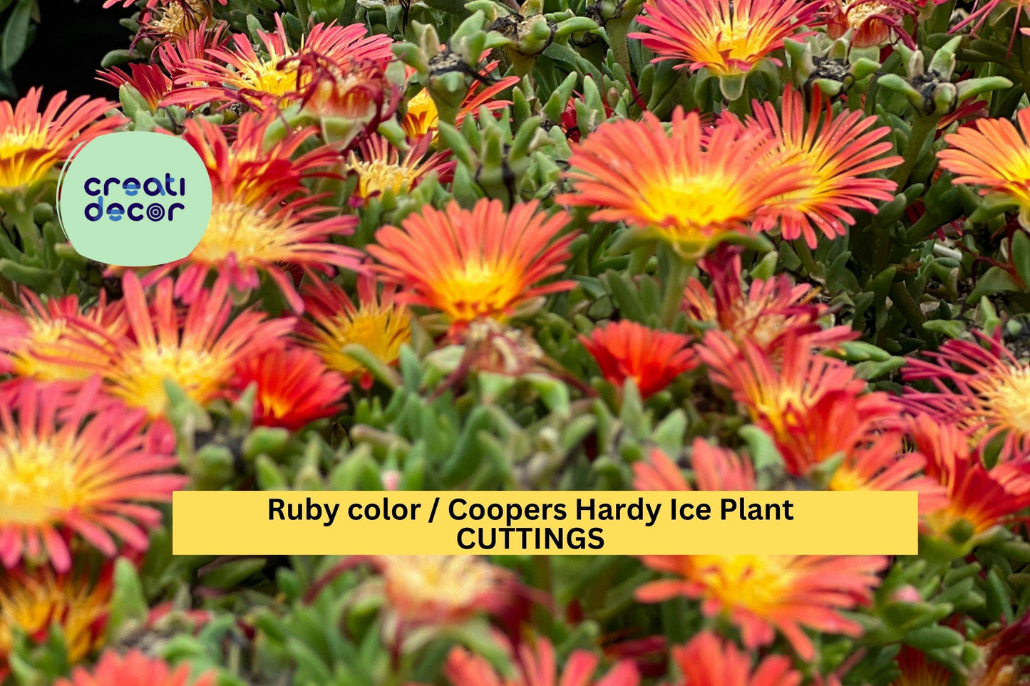 10 Ruby Ice Plant Cuttings – 6" Delosperma cooperi Stems | Hardy Ground Cover for Rock Gardens, Slopes, or Drought-Tolerant Landscapes
