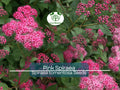 500 Pink Spiraea Seeds (S. tomentosa), Hardy Flowering Shrub, Beautiful Pink Blooms, Easy to Grow, Perfect for Gardens & Landscaping