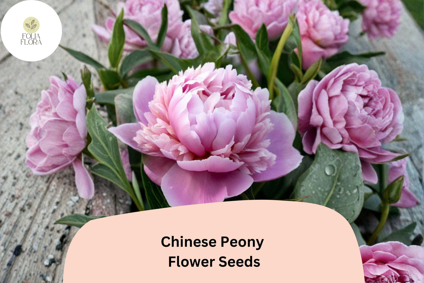 Chinese Herbaceous Peony Seeds 5 | Paeonia lactiflora Hardy Perennial Garden Flower