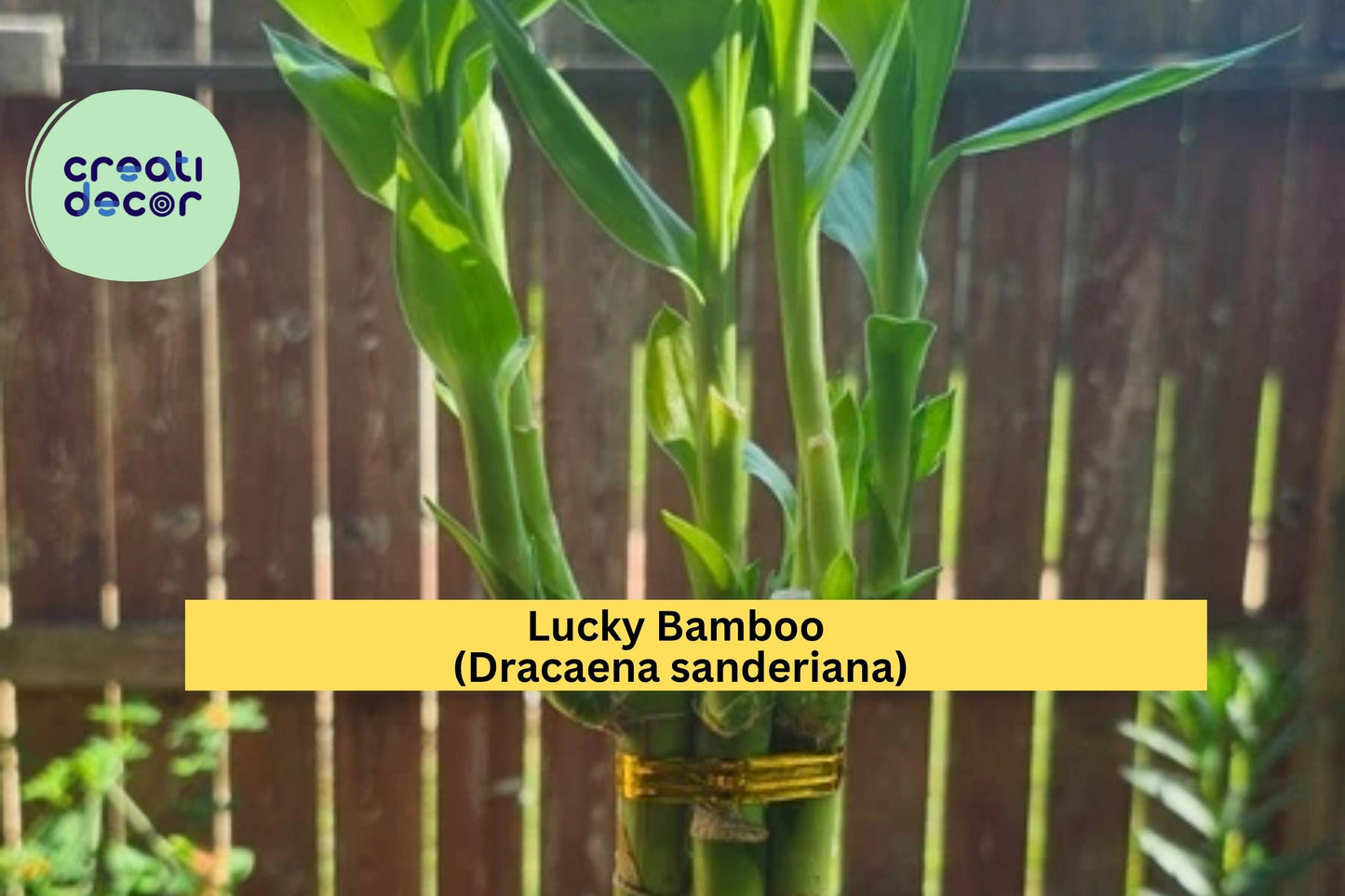 Lucky Bamboo Plants – 10 Live 6" Straight Stalks – Dracaena sanderiana – Indoor Decorative Plant Set for Home or Office Décor