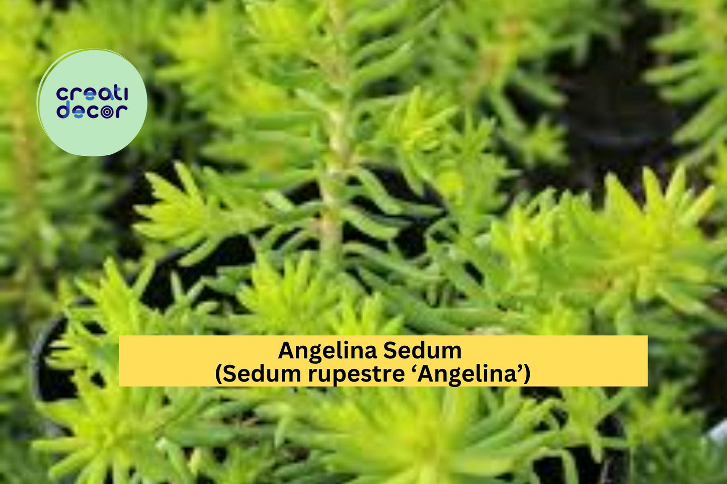 Angelina Sedum Live Plant | Golden Stonecrop Ground Cover | 1 Bare Root Hardy Succulent for Outdoor Garden or Rock Bed