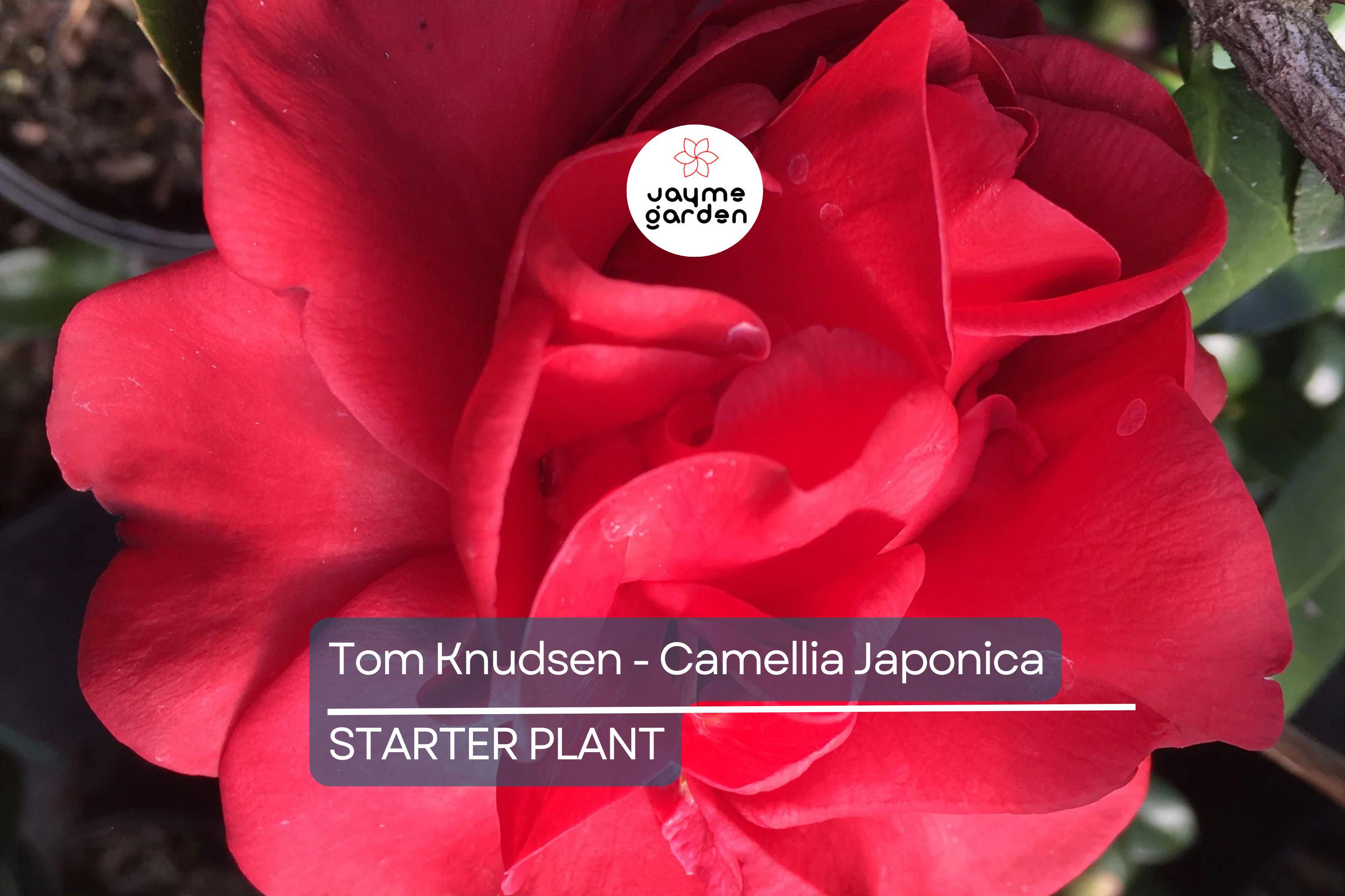 Tom Knudsen Camellia Japonica Starter Plant 8-12" | Unique Bloom | Live Well-Rooted Evergreen Shrub | USDA Zones 7-10