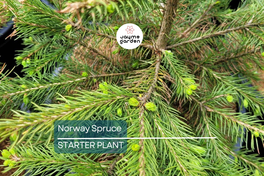 Norway Spruce Tree – Live Bare Root Plant, 12-18” Starter, Picea abies, Cold-Hardy Evergreen for Landscaping & Windbreaks