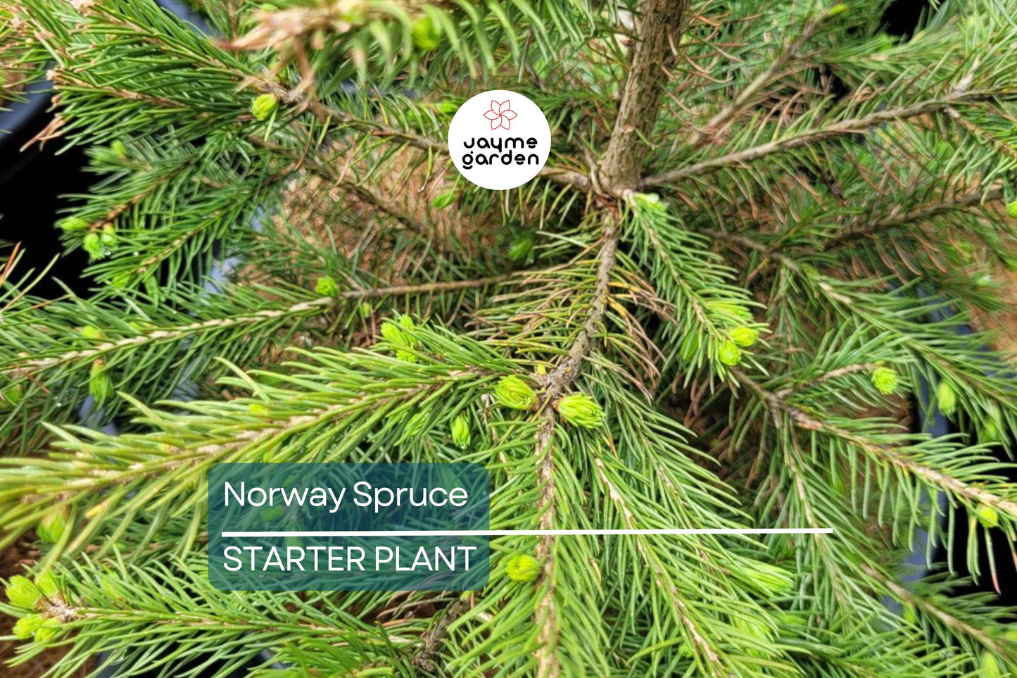 Norway Spruce Tree – Live Bare Root Plant, 12-18” Starter, Picea abies, Cold-Hardy Evergreen for Landscaping & Windbreaks
