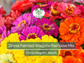 200 Seeds Zinnia Painted Wagons Rainbow Mix (Zinnia elegans) Non-GMO, Vibrant Cut Flowers for Butterflies & Hummingbirds, Pollinator Garden