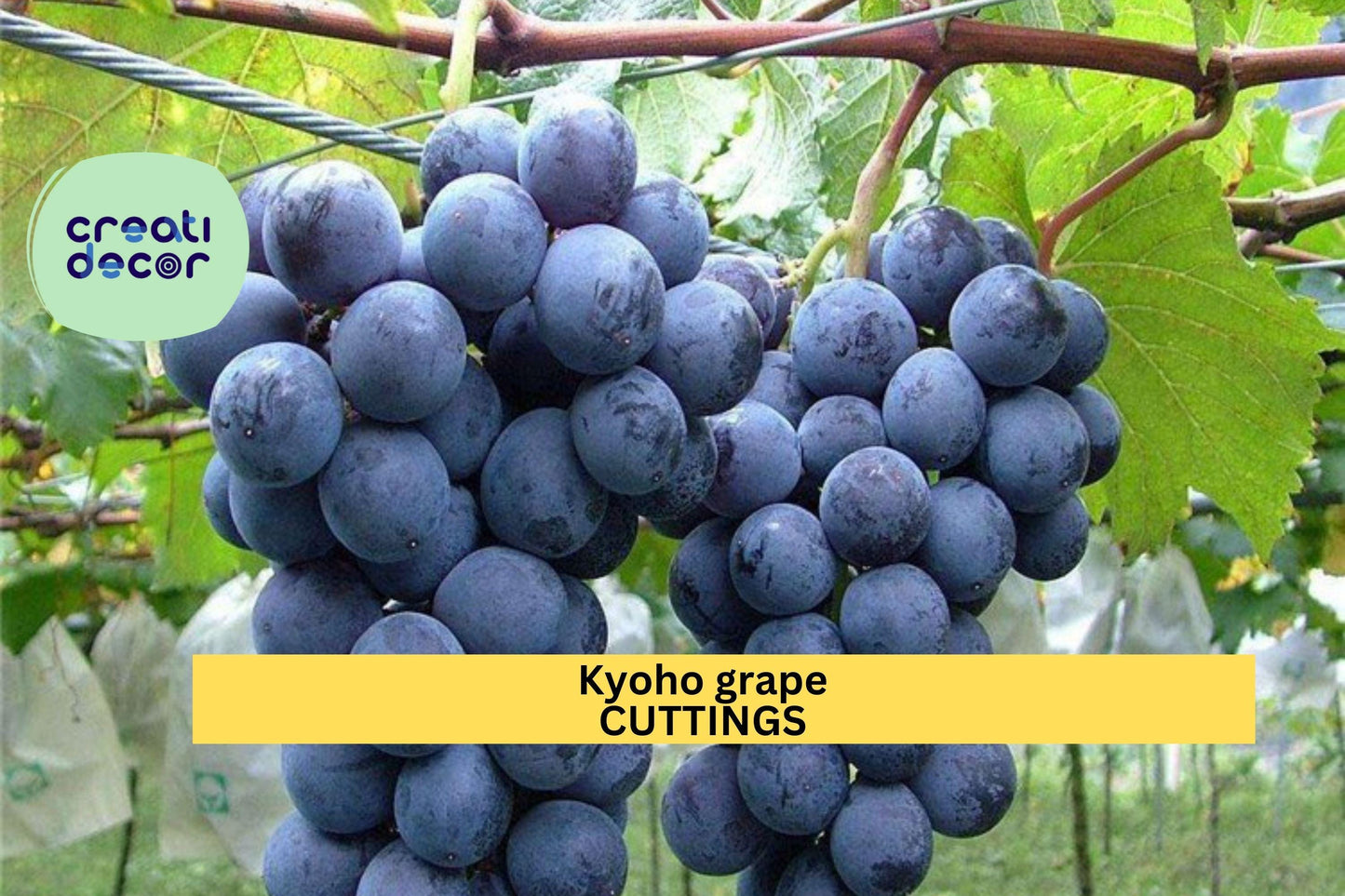 6 Kyoho Grape Cuttings – Japanese Vitis vinifera Variety | 巨峰葡萄 | Unrooted Starter Vines for Planting | US Seller, Fast Ship