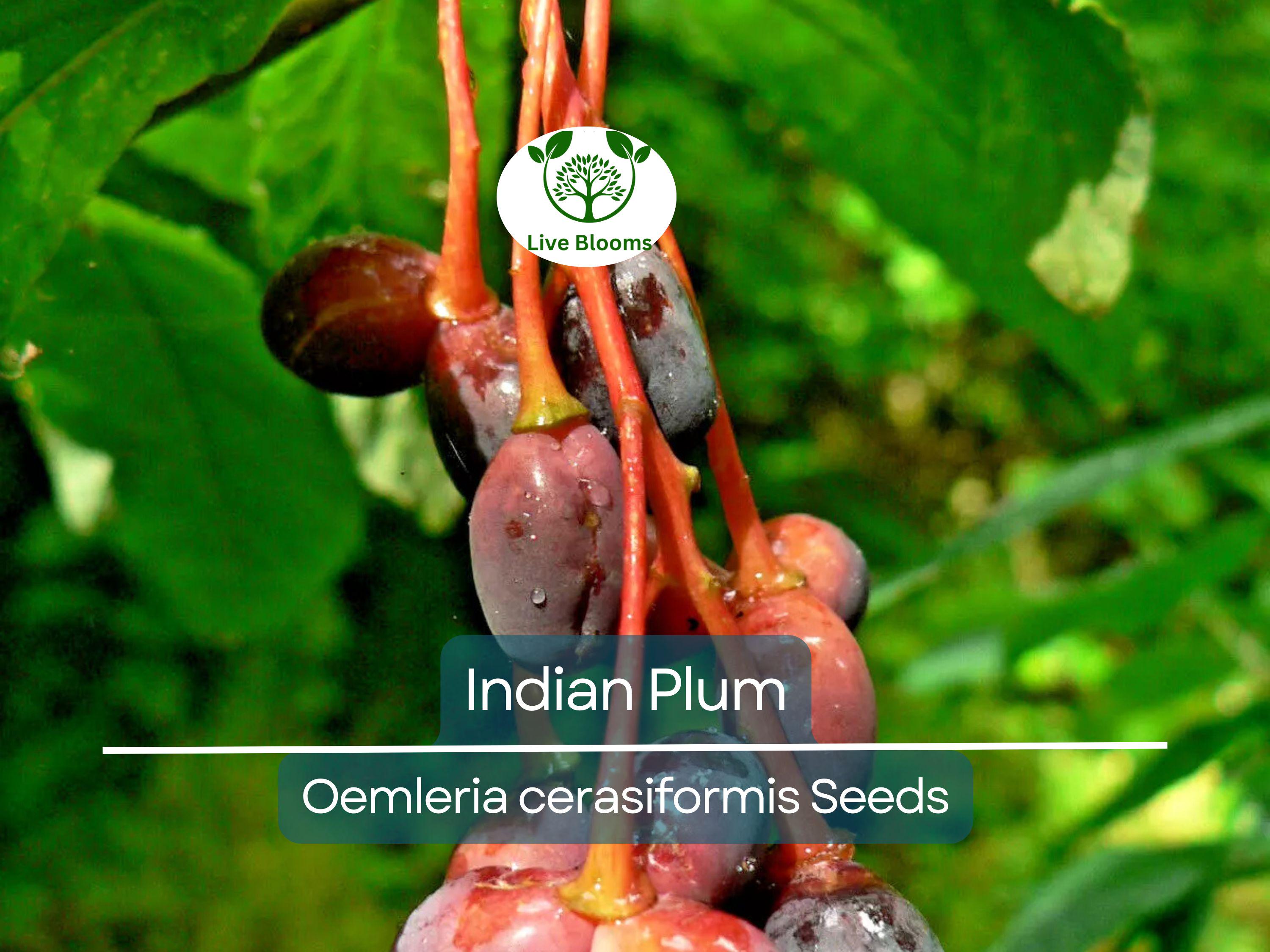 10 Indian Plum Seeds | Oso Berry (O. cerasiformis), Fast-Growing Edible Fruit Shrub, Perfect for Gardens & Wildlife
