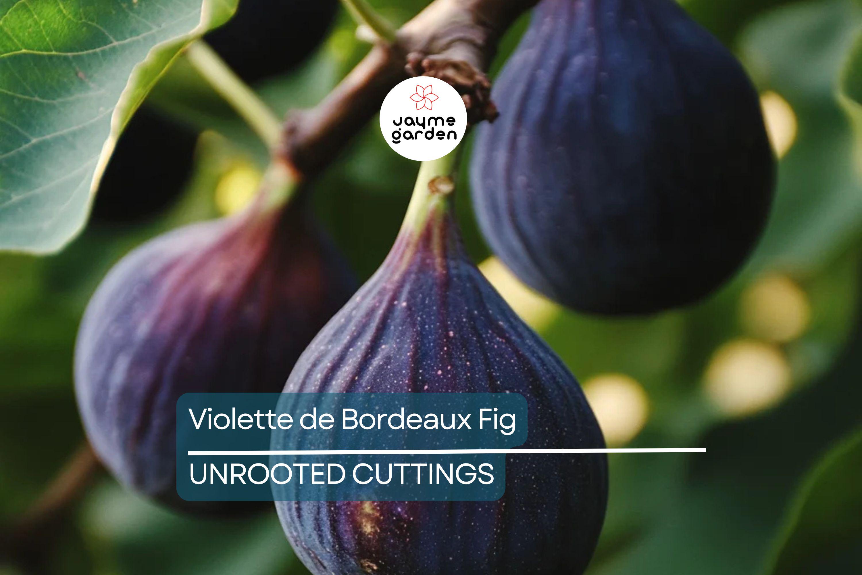 6 Violette de Bordeaux Fig Cuttings for Propagation Sweet Purple-Black Fruit