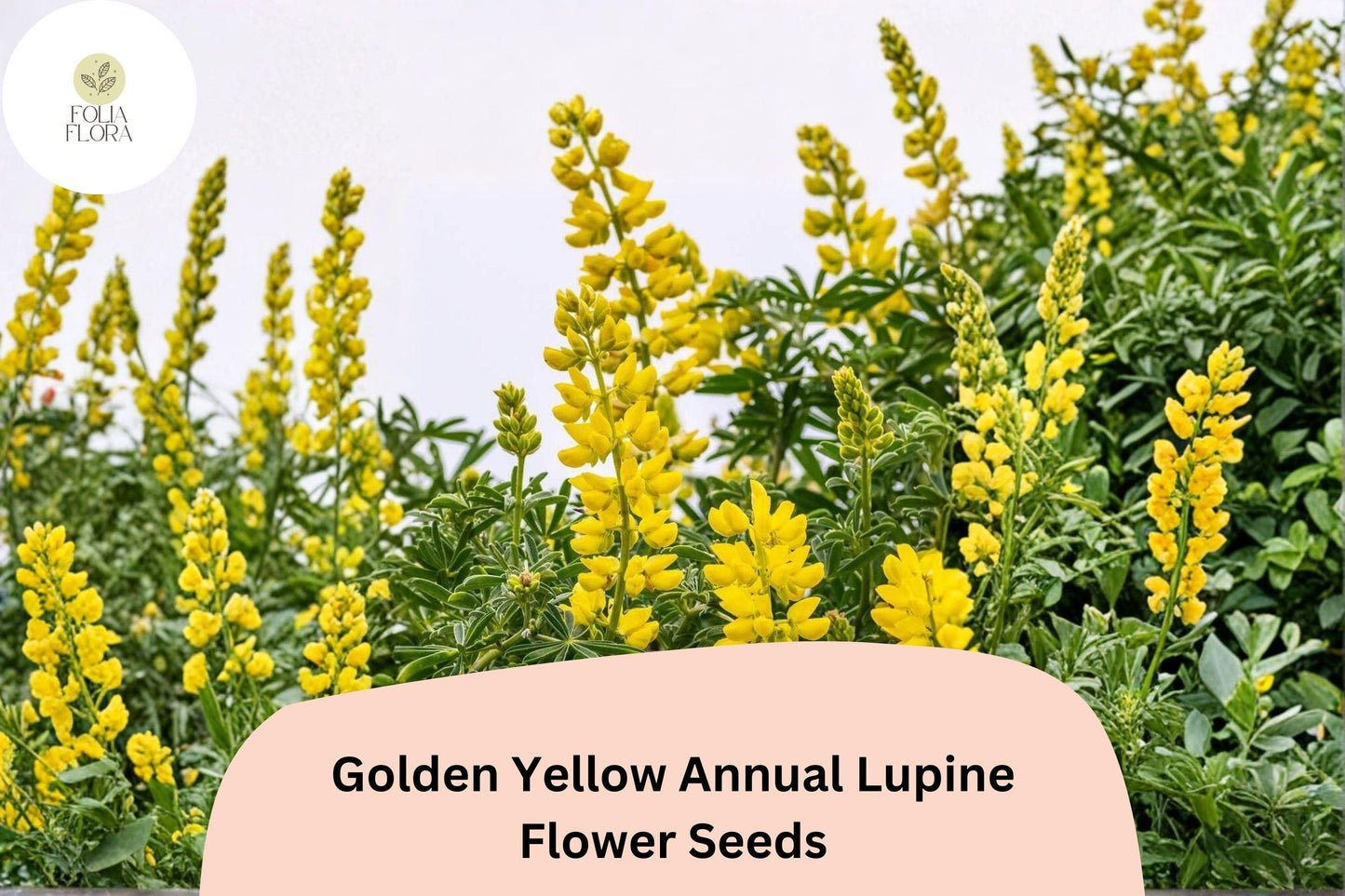 25+ Golden Yellow Annual Lupine Seeds | Lupinus densiflorus | Bright Yellow Blooms | Easy Garden Flowers