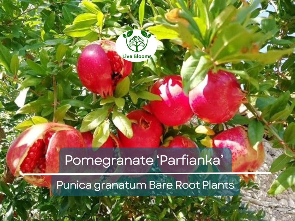 1 Parfianka Pomegranate Tree – Live Bare Root Plant (7") – Sweet-Tart Fruit Variety – Cold Hardy & Productive – Zones 7–10
