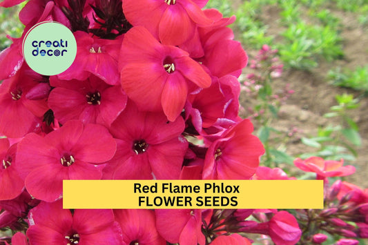 100+ Red Flame Phlox Seeds – Bright Red Cluster Blooms for Garden Planting, Fragrant Perennials for Borders & Pollinator Beds – USA