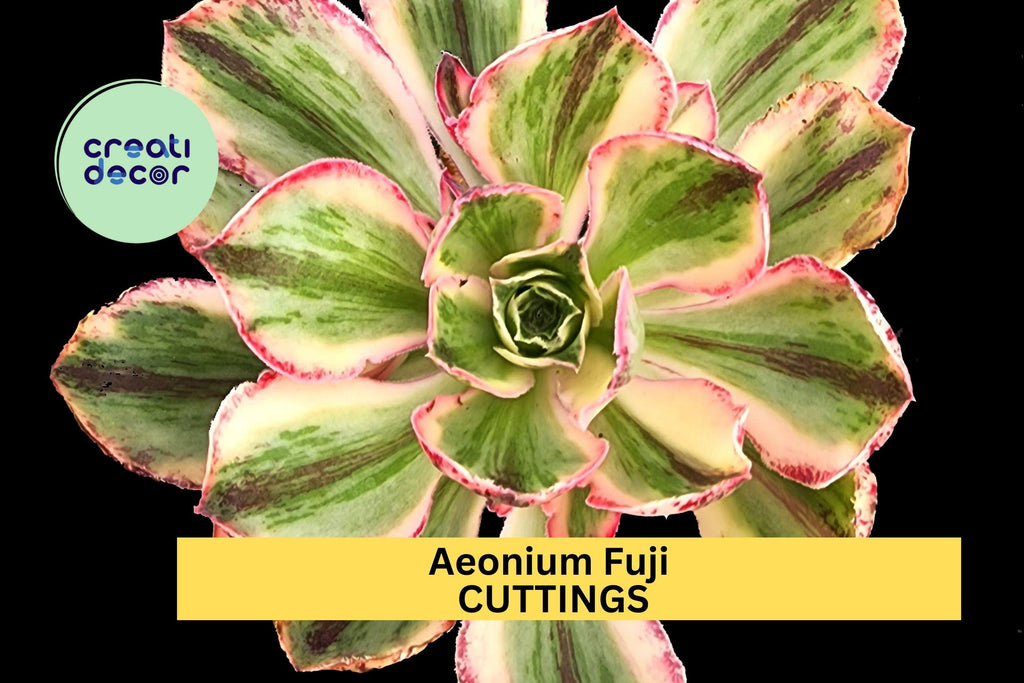 1 Aeonium 'Fuji' Succulent Cuttings | Unrooted Rosette Cuttings for Planting | Rare Succulent Variety for Rock Gardens & Pots
