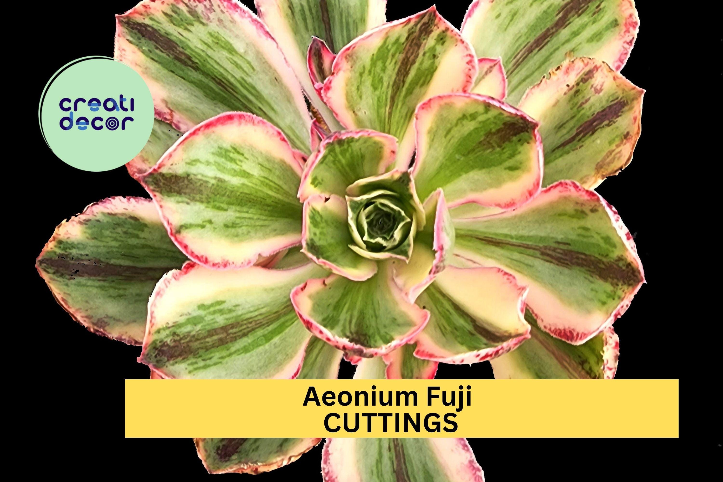 1 Aeonium 'Fuji' Succulent Cuttings | Unrooted Rosette Cuttings for Planting | Rare Succulent Variety for Rock Gardens & Pots
