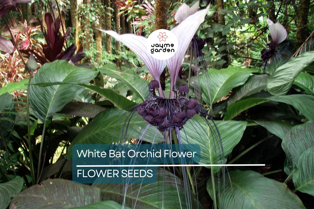 10 White Bat Orchid Flower Seeds (Tacca integrifolia) – Exotic Tropical Houseplant, Rare Bat Shape Flower