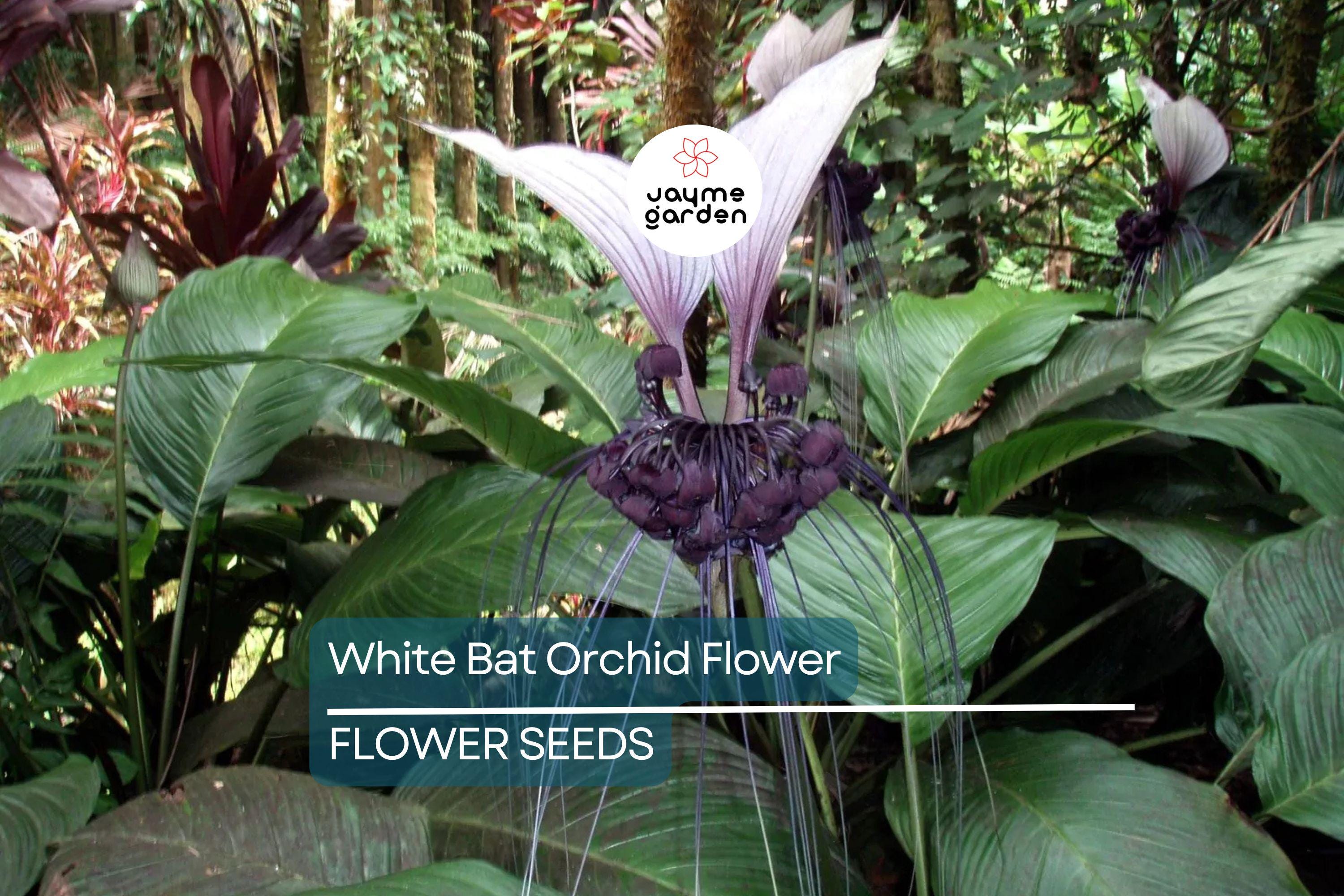 10 White Bat Orchid Flower Seeds (Tacca integrifolia) – Exotic Tropical Houseplant, Rare Bat Shape Flower