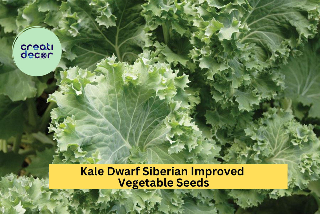 3pcs of 1g Kale Dwarf Siberian Improved Seeds – Cold Hardy Leafy Green for Garden Planting, Cooking & Juicing Seeds for Planting