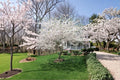 Yoshino Cherry 1 Live Tree 2 ft Tall (Prunus × yedoensis) Pink White Spring Flowering Tree