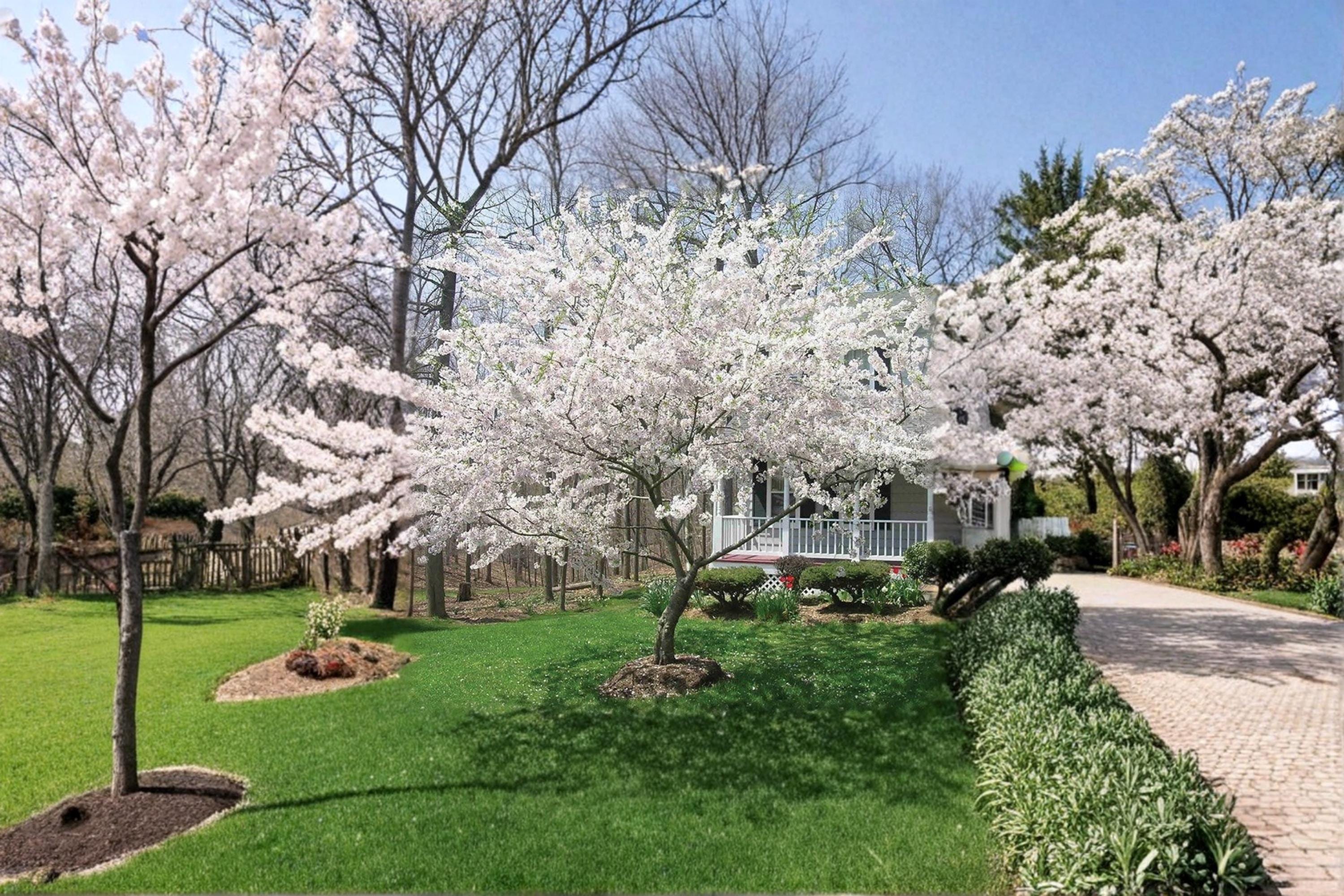 Yoshino Cherry 1 Live Tree 2 ft Tall (Prunus × yedoensis) Pink White Spring Flowering Tree