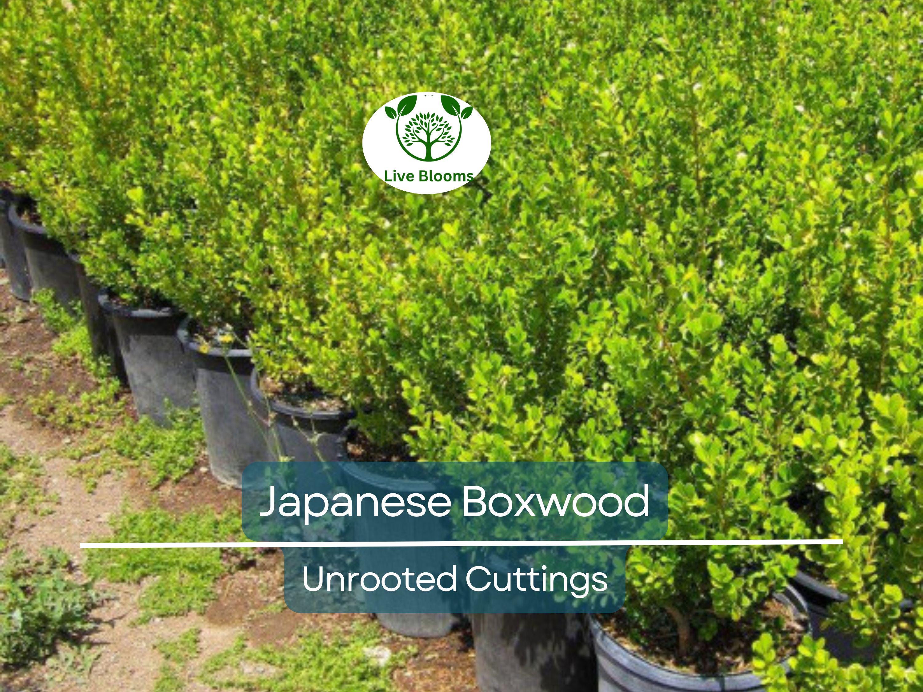 12 Japanese Boxwood Unrooted Cuttings | Buxus microphylla, Bush Hedge Plant, Evergreen Shrub for Garden