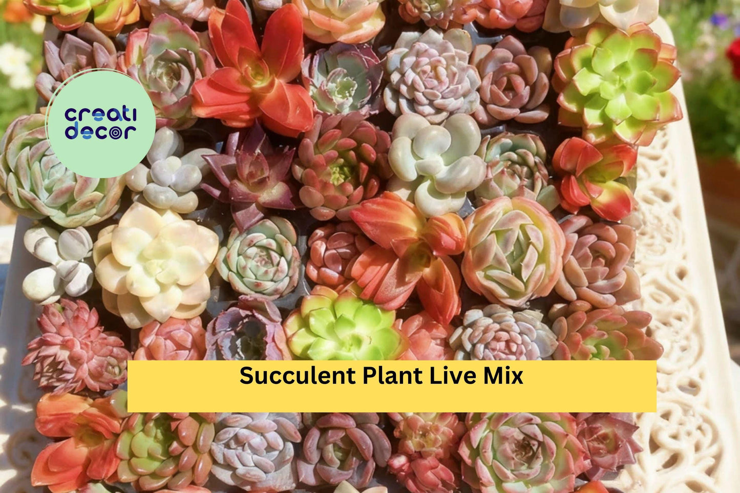 Succulent Mix – 6 Live Assorted Bare Root Plants (No Soil/Pot) – Easy Care Indoor Decor or Garden Arrangement Set