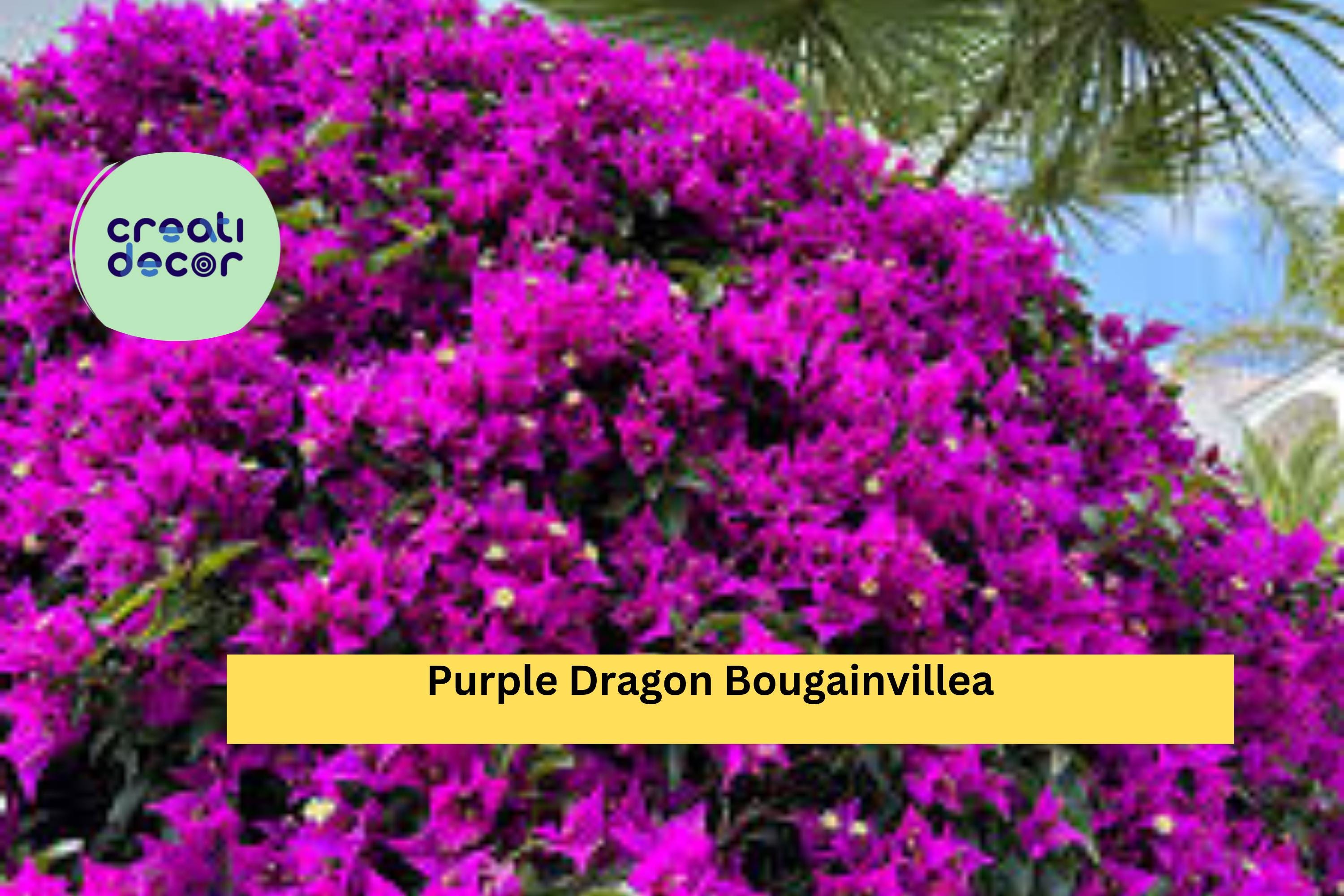 Purple Dragon Bougainvillea | Live Rooted Starter Plug Plant | Small Flowering Vine for Trellis, Fence, or Container Garden