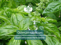 700 Basil Genovese Seeds for Planting - Ocimum basilicum - Fresh Italian Herb for Cooking, Pesto, Mediterranean Dishes, Easy to Grow