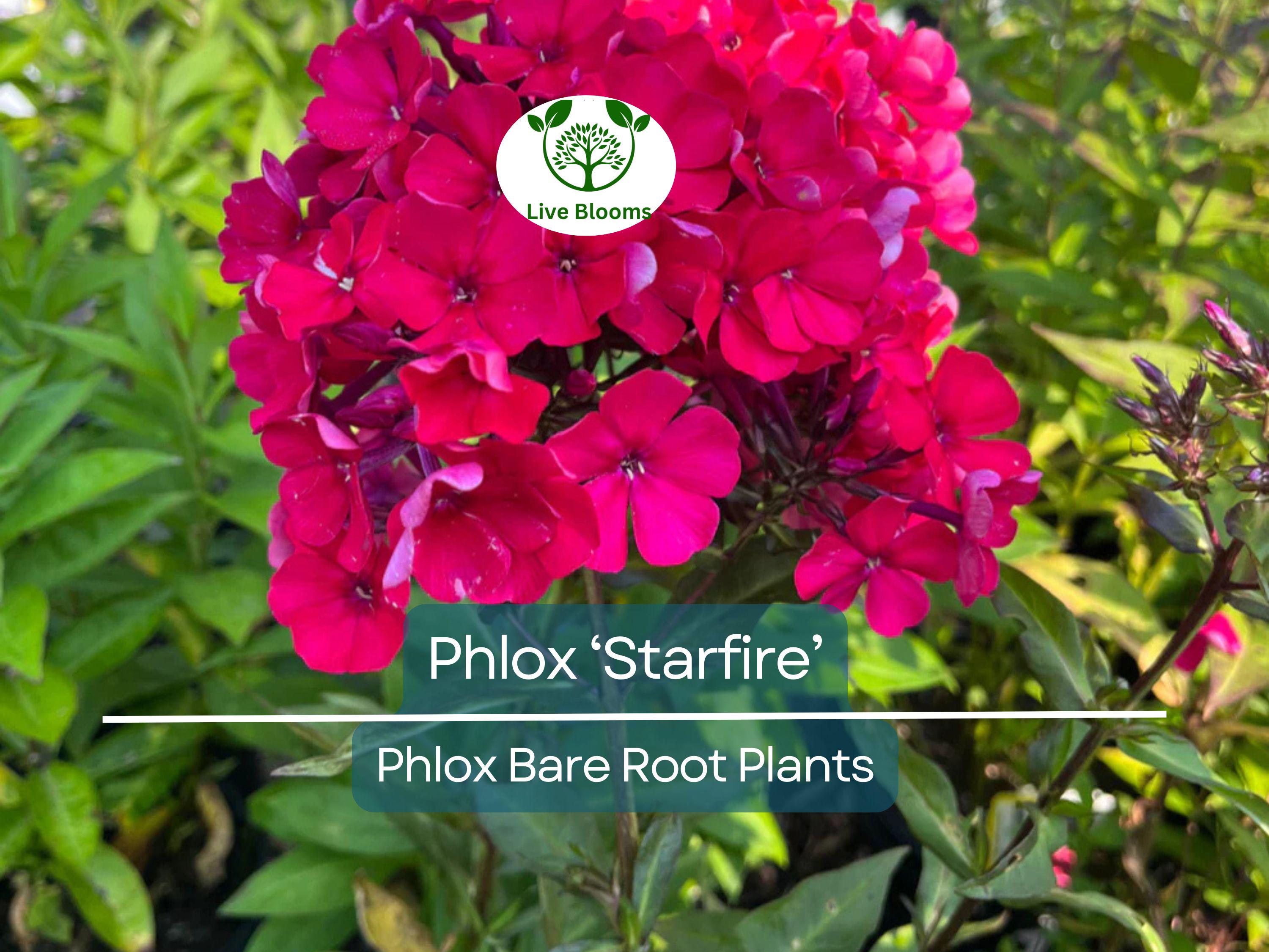 1 Phlox ‘Starfire’ – Live Bare Root Plant – Bright Red Summer Flowers – Pollinator-Friendly Perennial for Borders & Gardens