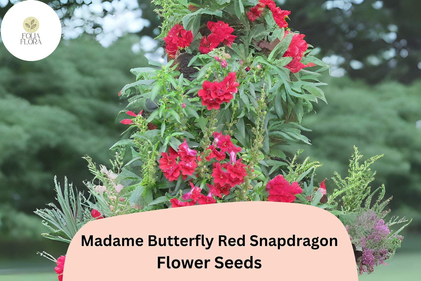 Antirrhinum majus Madame Butterfly Red Snapdragon Seeds – 1000+ Ruffled Blooms for Garden & Cut Flowers