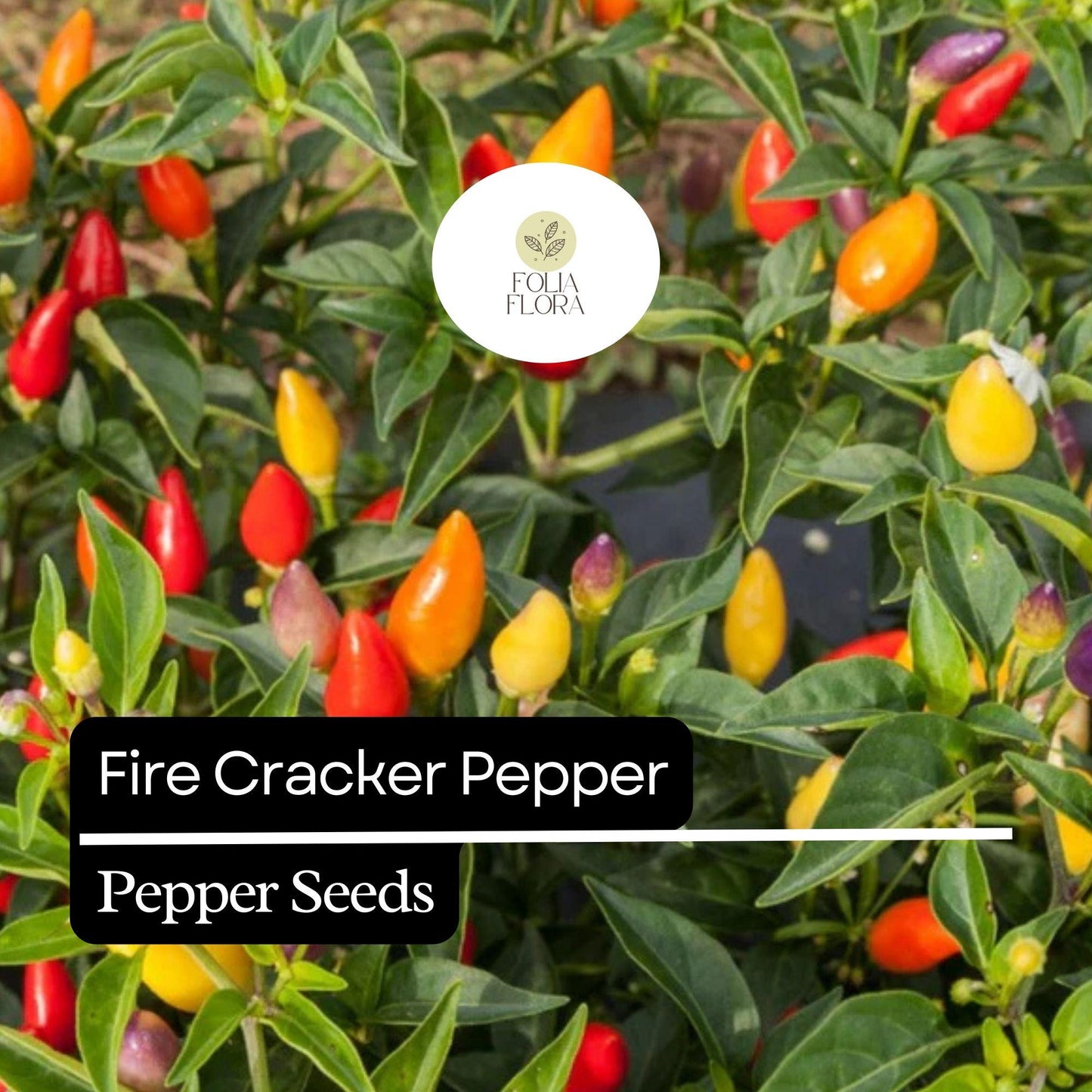 20 Firecracker Pepper Seeds – Extra Spicy, Heirloom, Non-GMO, High Yield, Easy to Grow
