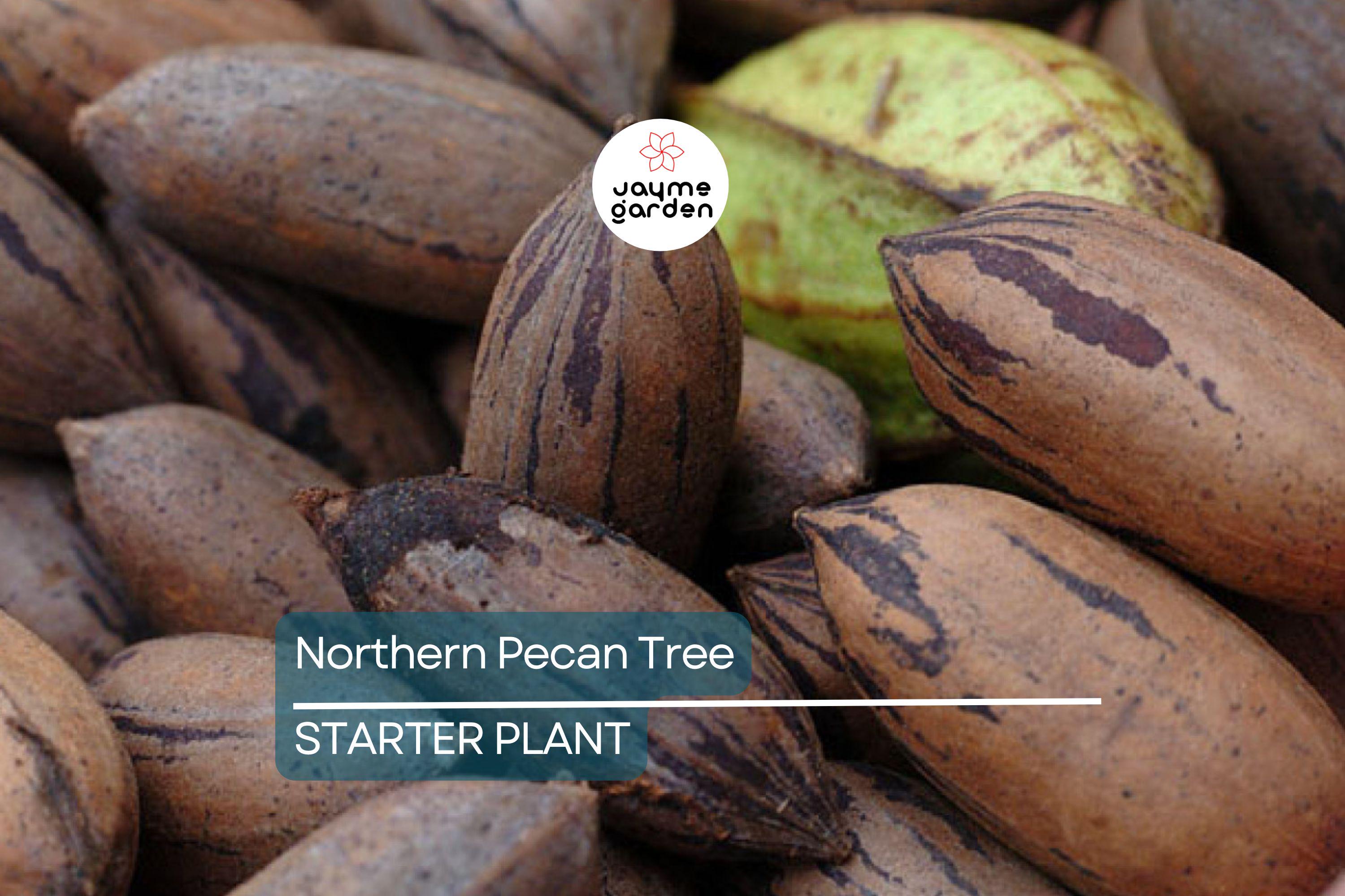 Northern Pecan Trees for Planting | Live Tree Seedlings, 12"-18" Tall |USDA Zones 4-8 | Perfect for Fall Foliage and Winter Gardens