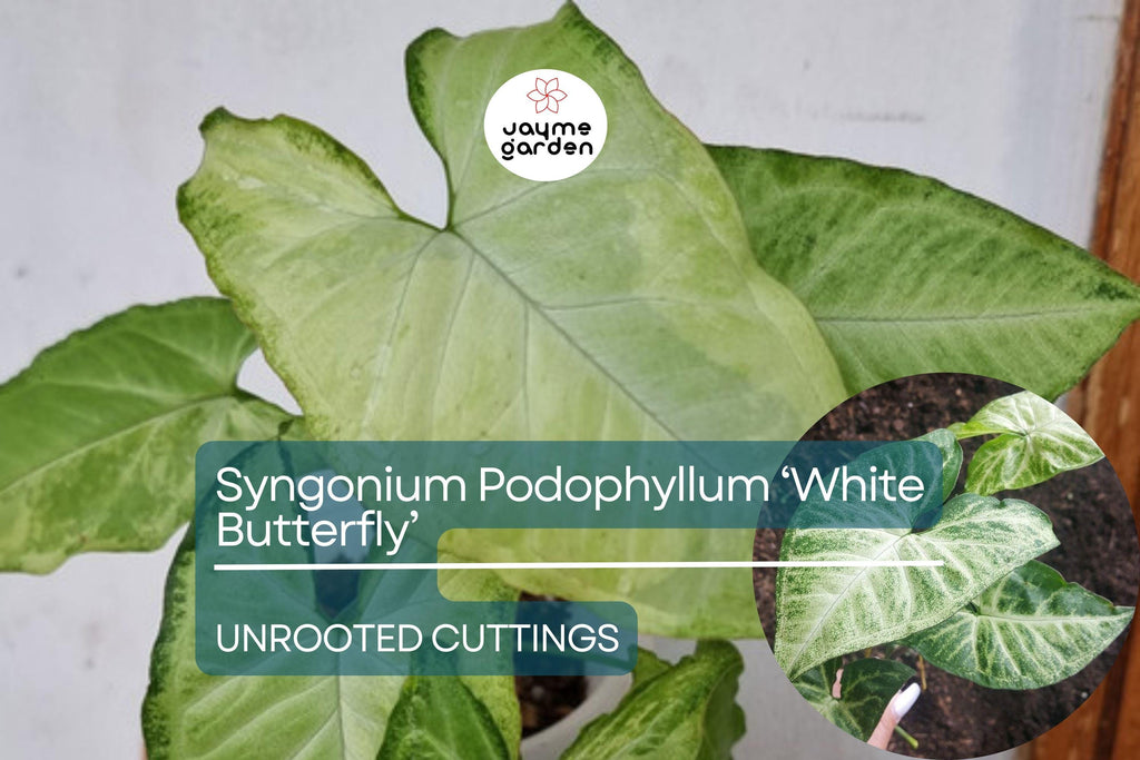 1 Syngonium Podophyllum ‘White Butterfly’ - 7" Unrooted Cutting - Arrowhead Plant for Indoor Decor, Terrariums & Tropical Houseplants
