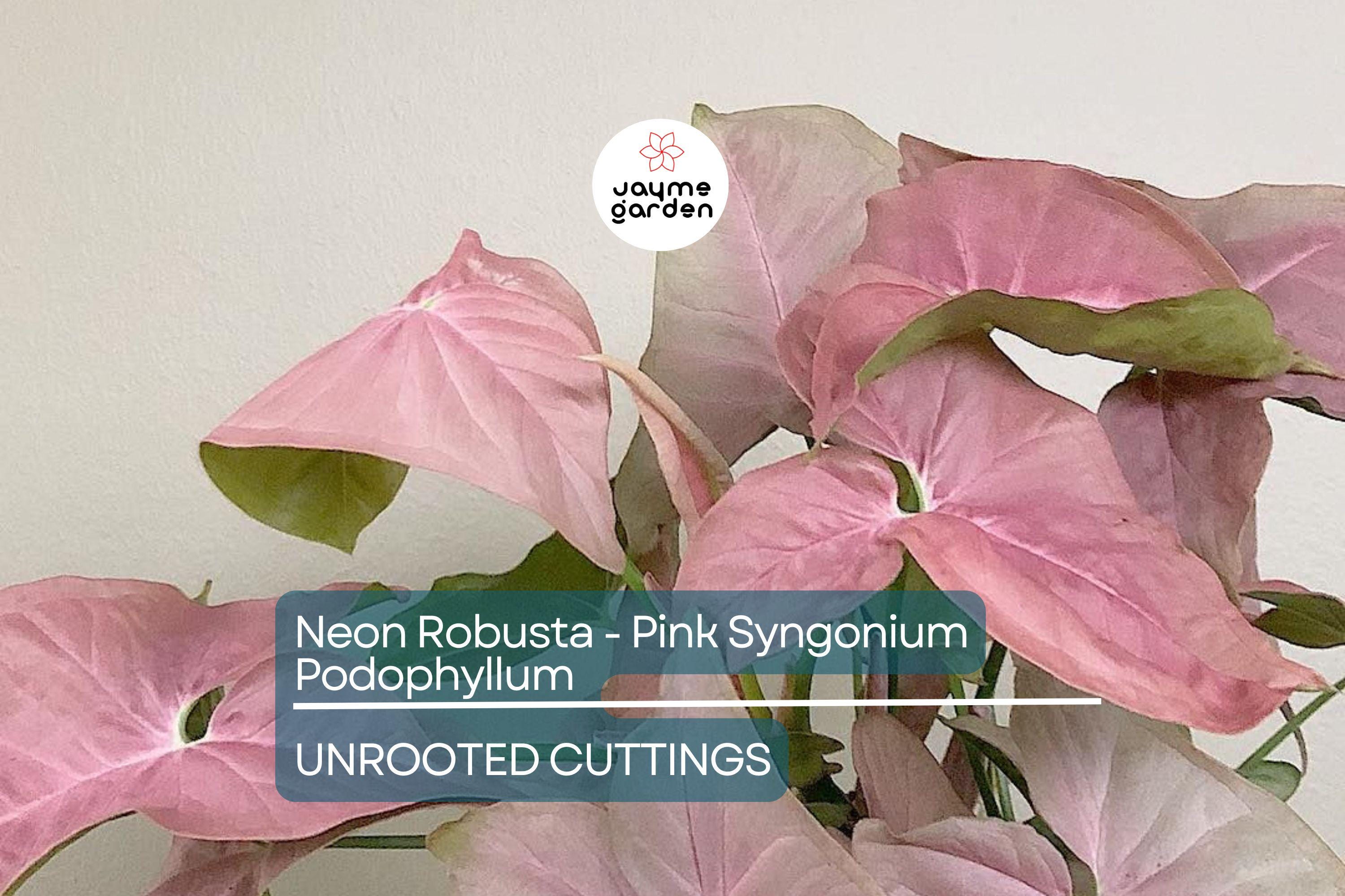 Neon Robusta Pink Syngonium Podophyllum - 6" Arrowhead Vine Philodendron Starter Cutting, Easy Houseplant