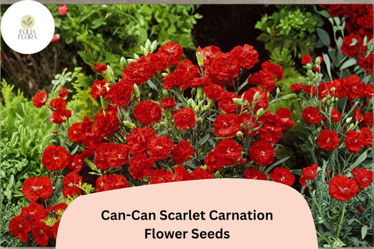 200+ Can-Can Scarlet Carnation Seeds | Dianthus caryophyllus | Bright Red Blooms for Garden & Borders