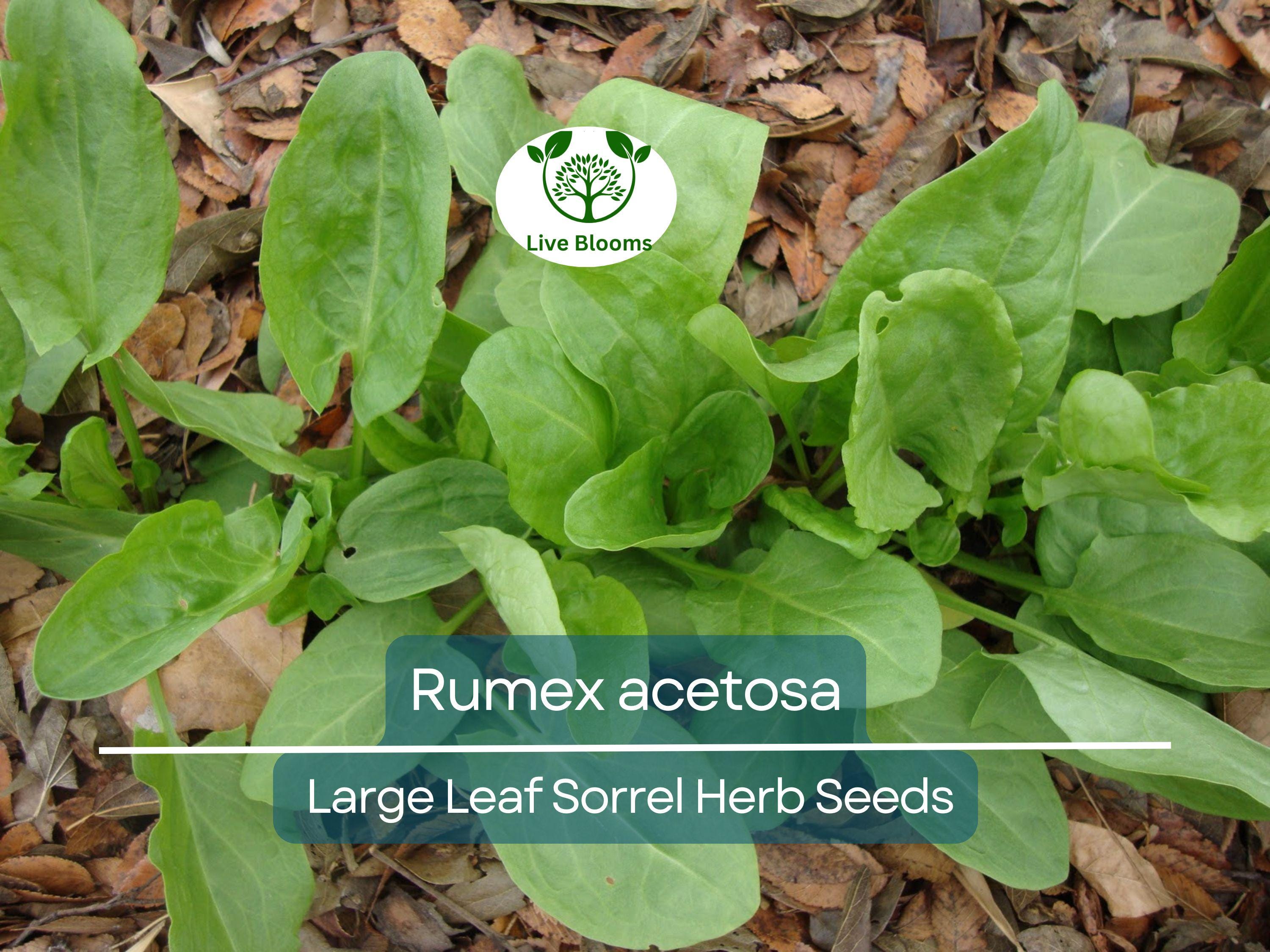 250 mg Seeds Large Leaf Sorrel – Rumex acetosa Herb for Planting | Perennial Garden Greens, Tart Flavor, Easy to Grow