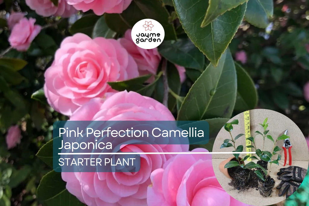 1 Pink Perfection Camellia Japonica | Live Starter Plant | Pale Pink Double Blooms | Evergreen Shrub for Shade Gardens | Zones 7b-10