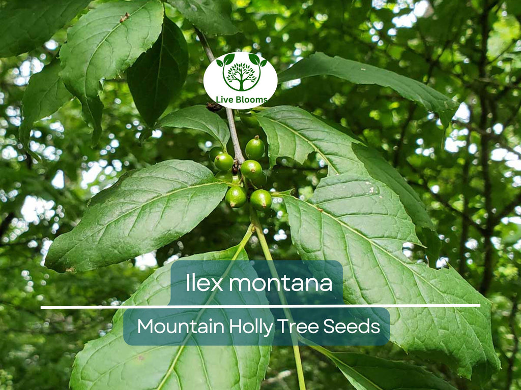 500 mg Seeds Ilex Montana - Mountain Holly for Planting | Native Shrub for Gardens, Wildlife, and Landscaping