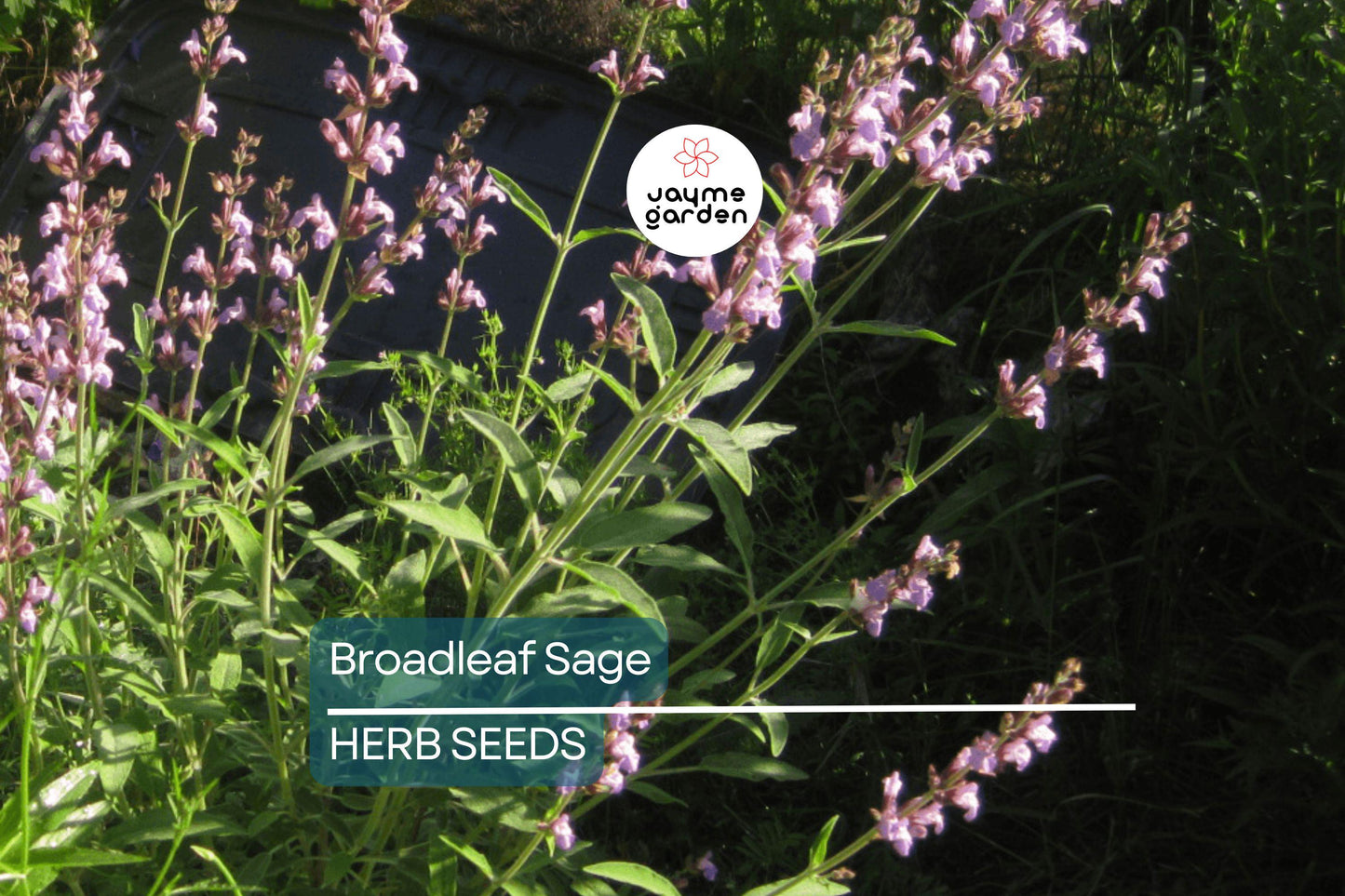 150 Broadleaf Sage Seeds – Non-GMO, Heirloom, Culinary, Perennial, Deer Resistant, Free Shipping, USA Seller