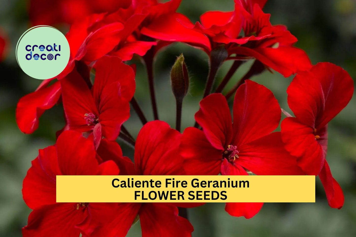 25+ Caliente Fire Geranium Seeds – Bold Red Blooms for Garden Planting, Heat-Tolerant Annual for Pots, Borders & Hanging Baskets – USA