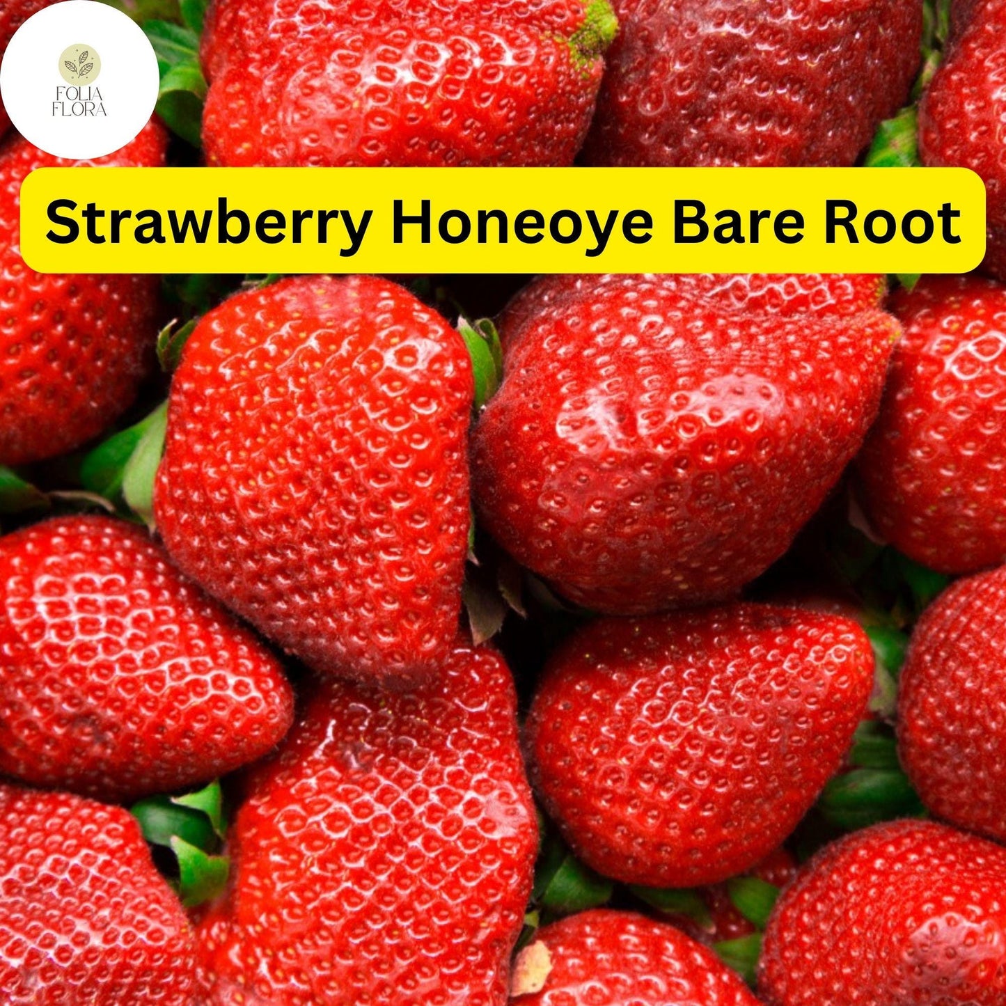 Honeoye Strawberry Plants - 12 Bare Root Sweet Berry Plants for Zones 4-9 - High-Yield & Juicy Fruit