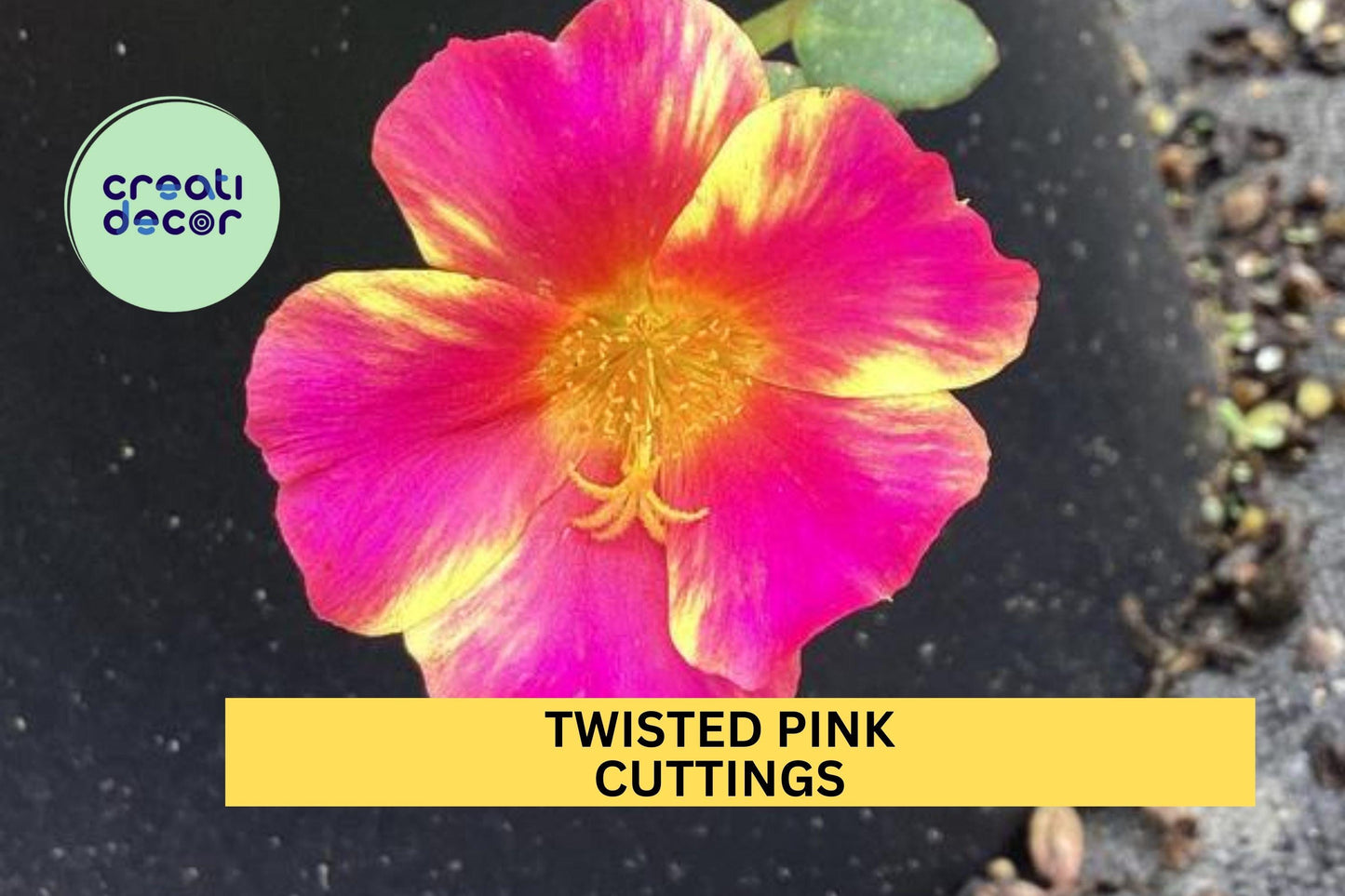 5 Twisted Pink Portulaca Cuttings – Purslane/Portulaca oleracea for Easy Rooting, Heat-Loving Groundcover – USA Seller