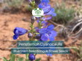 100 mg Seeds Penstemon Cyanocaulis (Blue Stem Beardtongue) for Planting | Hardy Perennial Wildflower for Pollinator Gardens