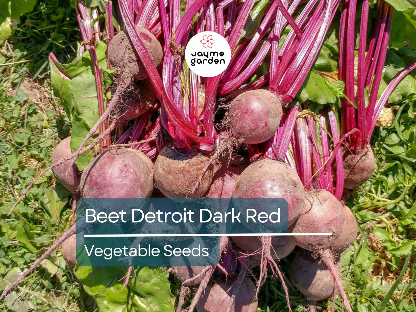 Beet Detroit Dark Red 1 Gram Seeds - Heirloom Non-GMO Variety - Sweet Tender Beets for Fresh Eating, Roasting, Salads, & Juicing