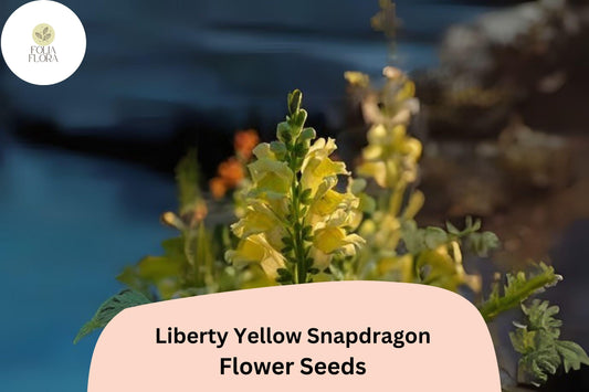 Antirrhinum majus Liberty Yellow Snapdragon Seeds – 1000+ Bright Yellow Blooms for Garden & Cut Flowers