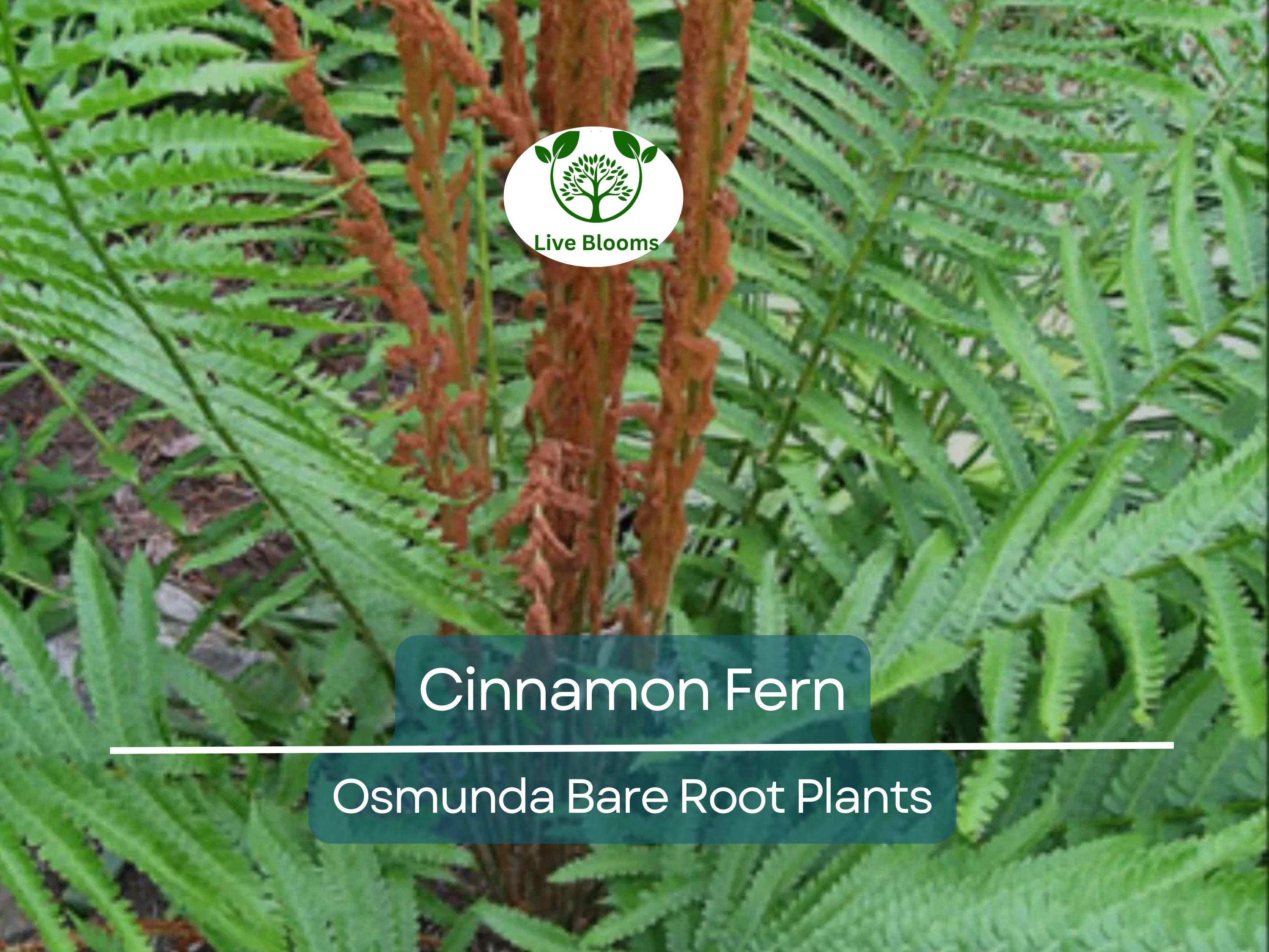 3 Cinnamon Fern Plants – Bare Root with No Tops – Osmunda Cinnamomea – Native Shade Perennial for Woodland & Moist Gardens