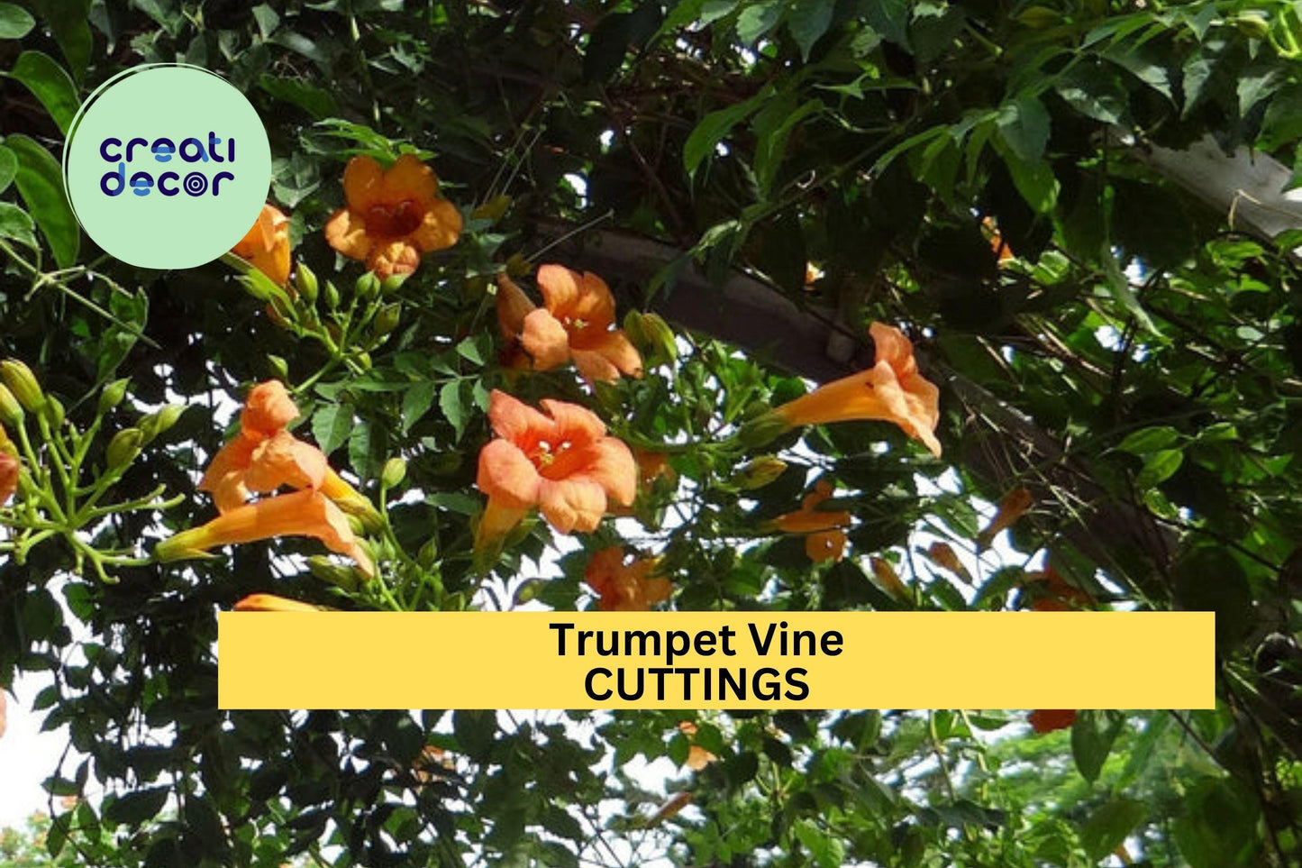 5 Trumpet Vine Cuttings – Campsis radicans Hummingbird Vine, Organic Non-GMO Climber with Orange Blooms for Trellises – USA